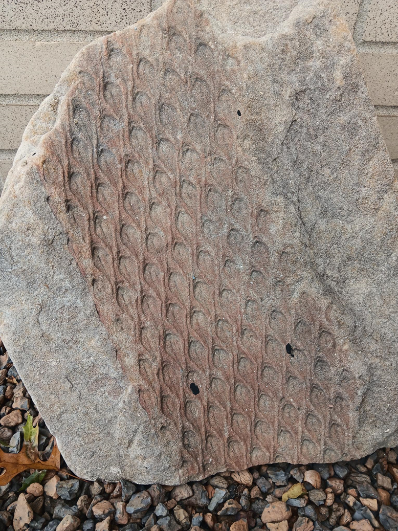 a fossil impression of an arborescent lycopod