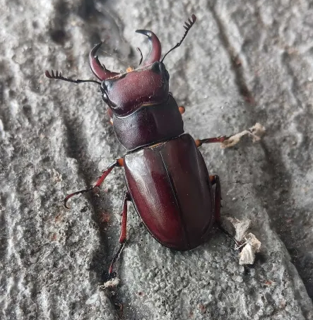 a stag beetle