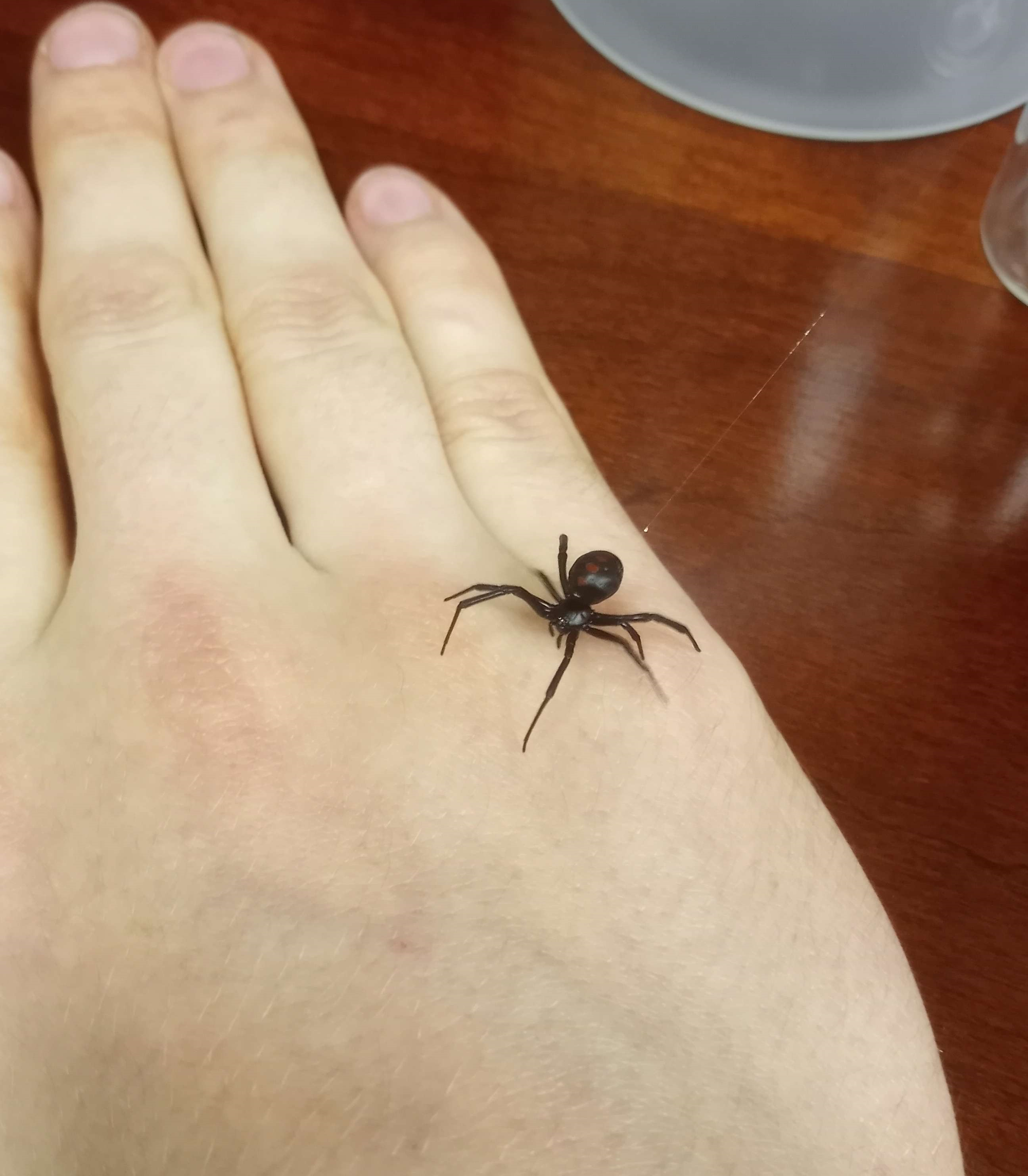 black widow on my hand