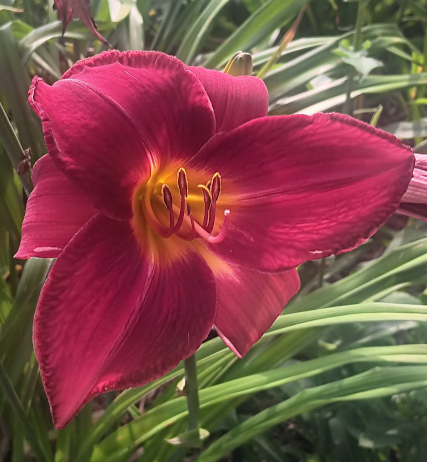 a lily flower