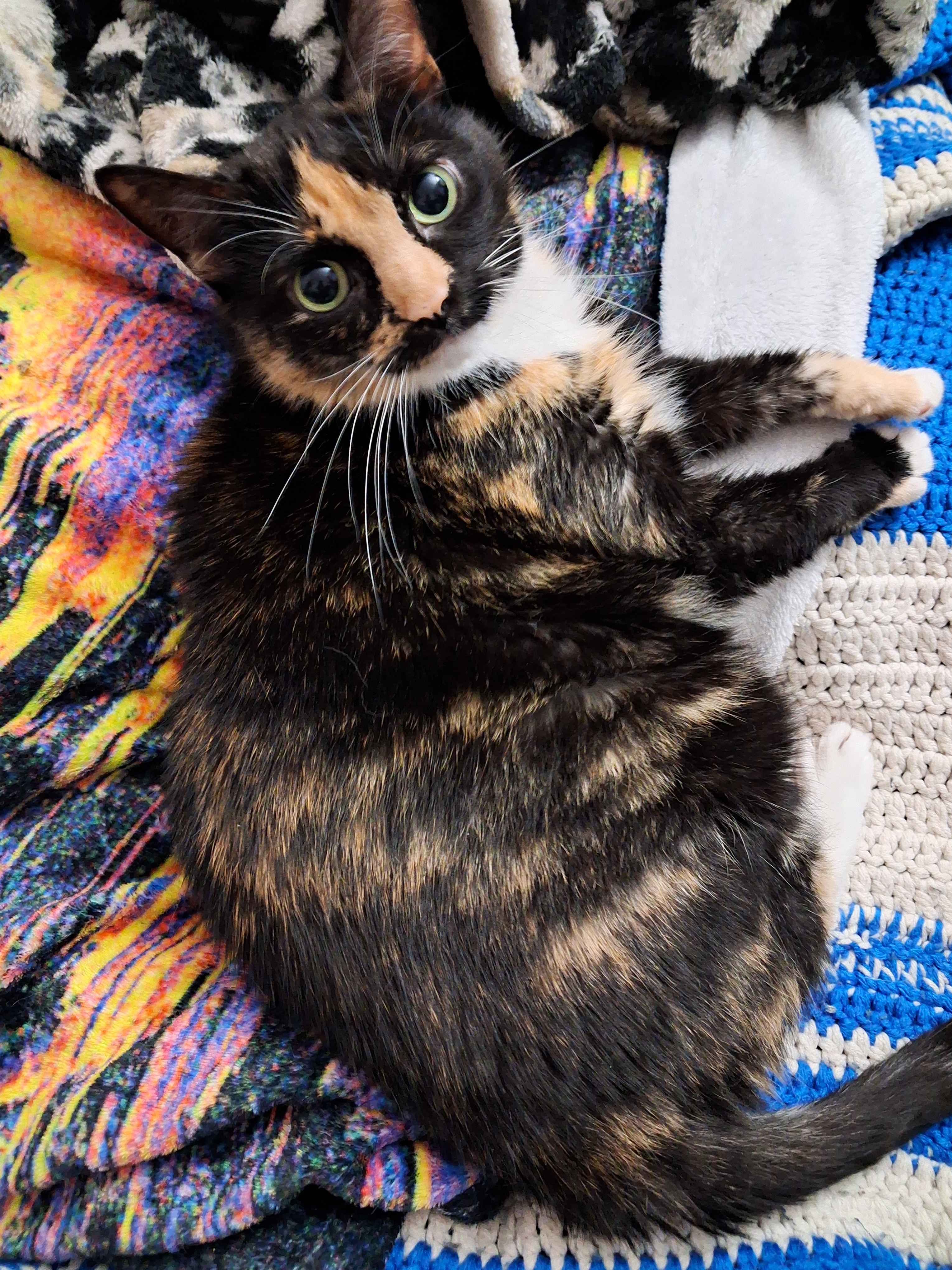 A calico cat sitting on a pile of blankets, flopped on her side and relaxed.