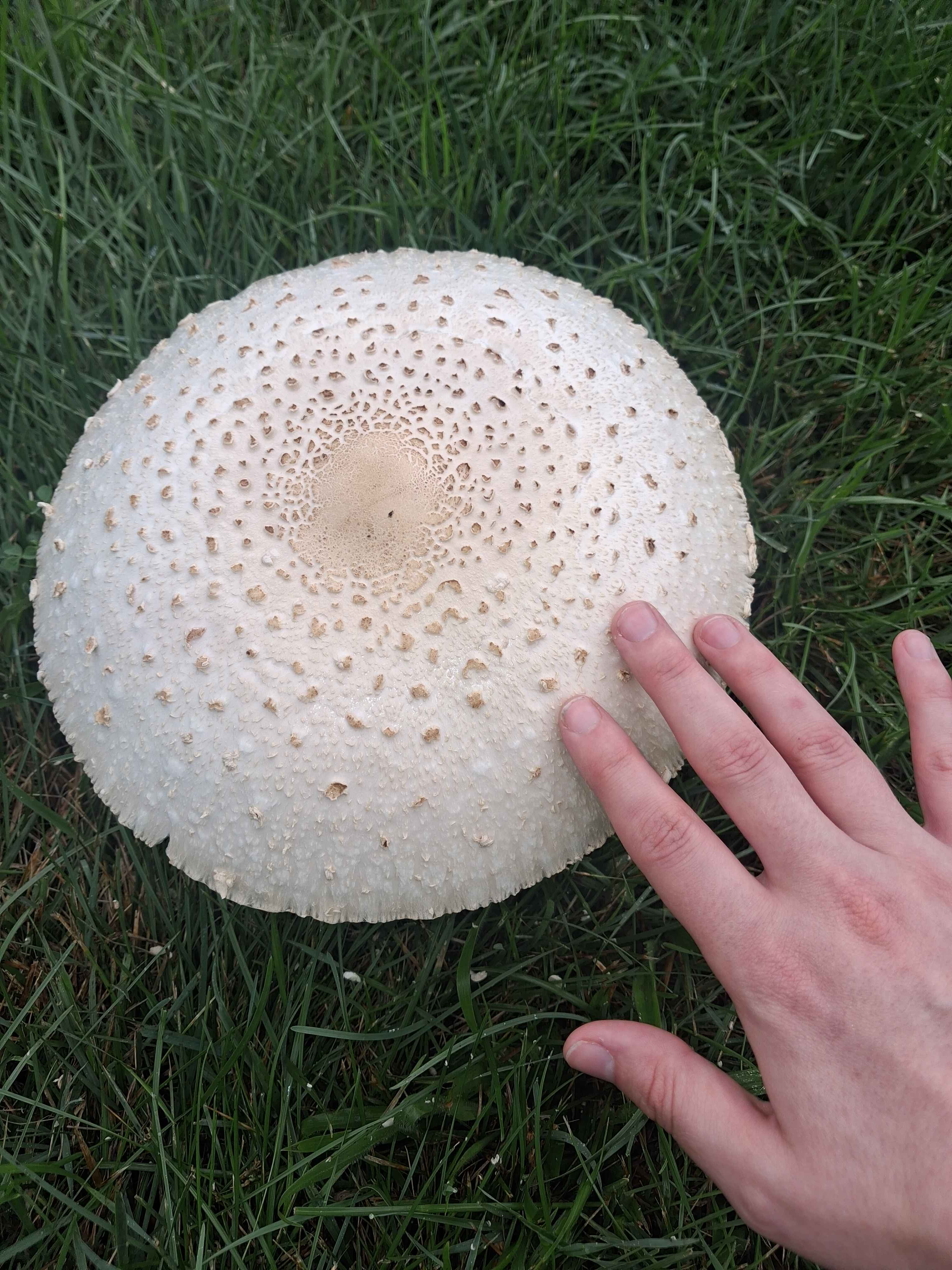 my hand on a mushroom the size of a dinner plate.