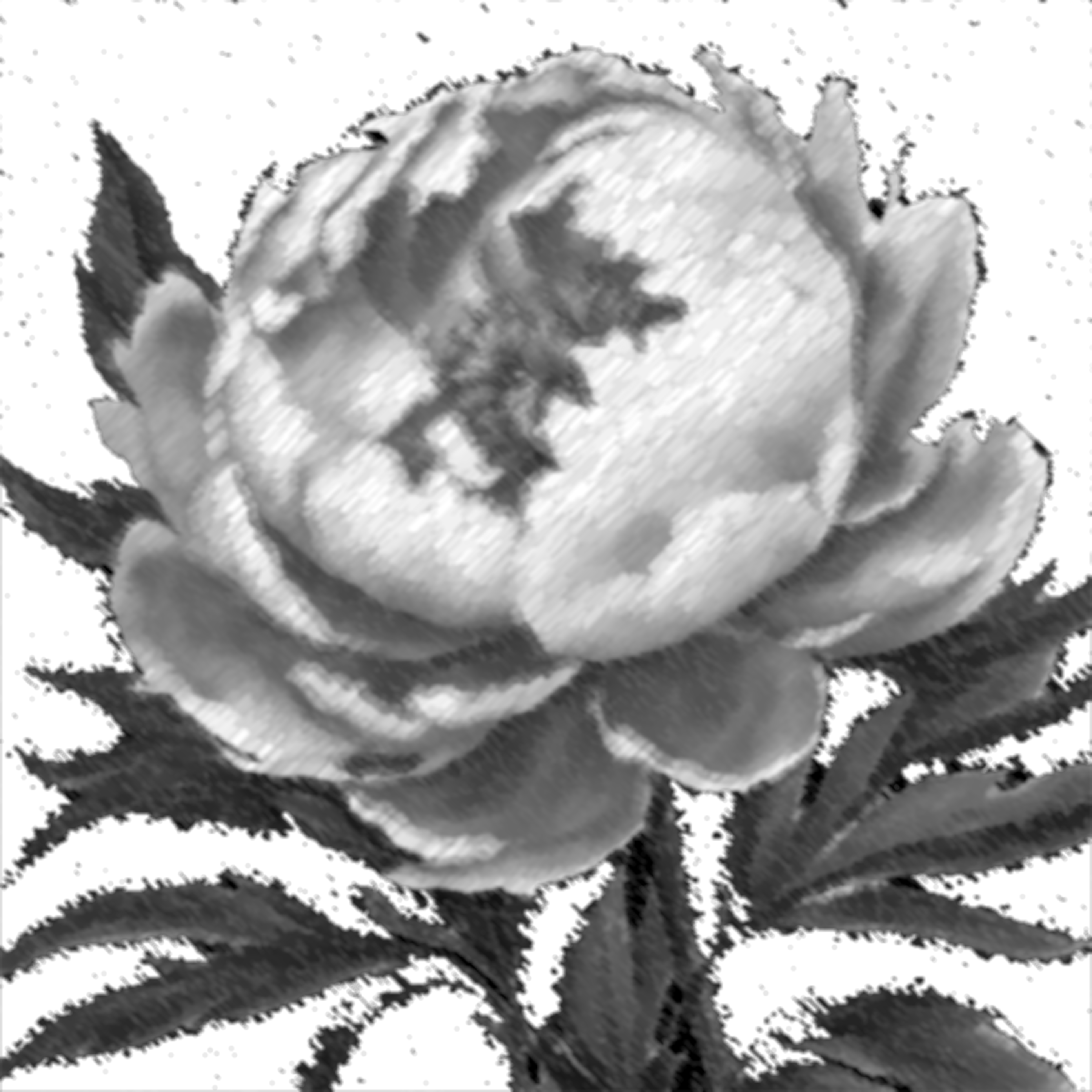 a charcoal drawing of a peony