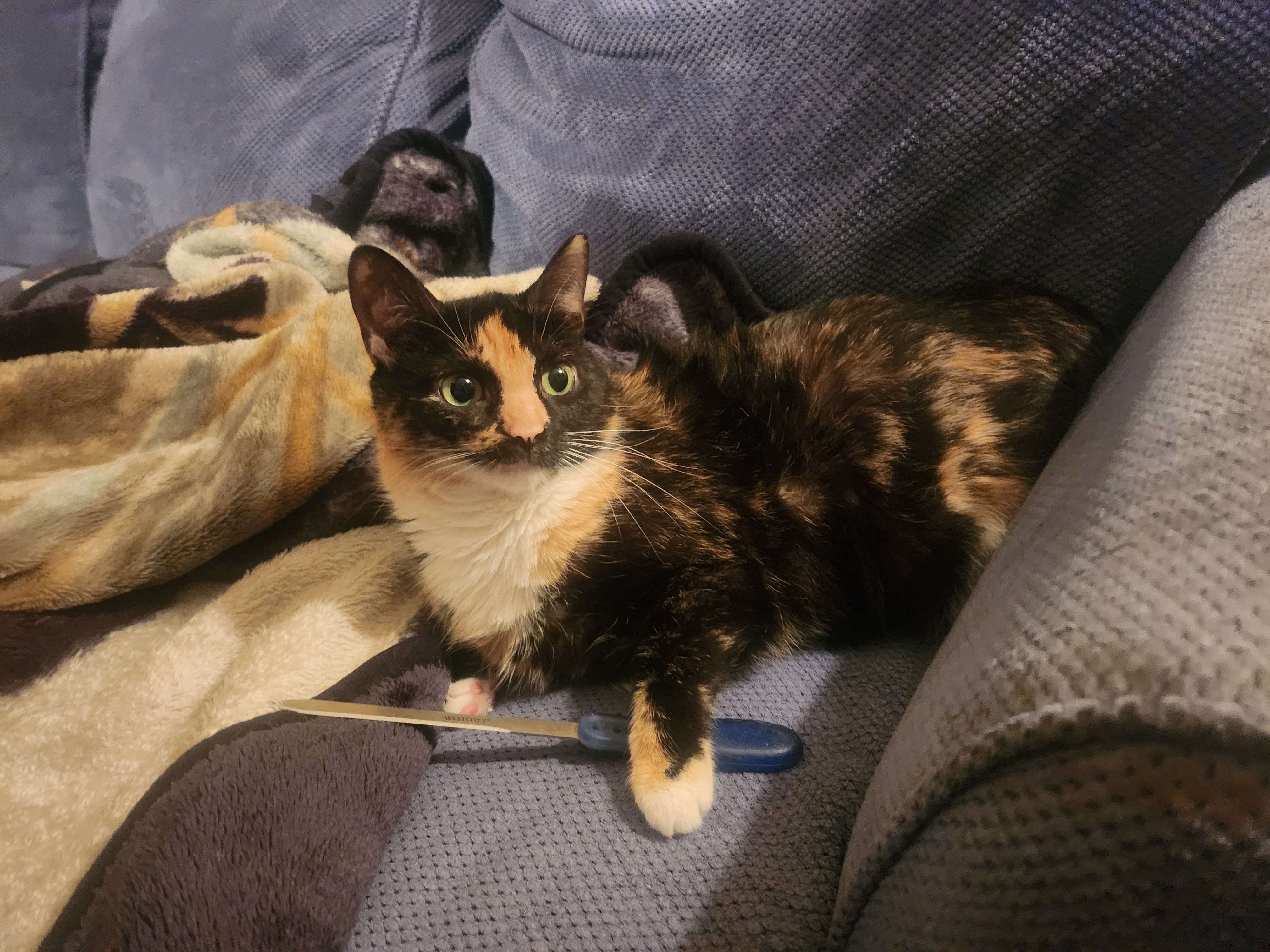 a calico cat on a couch with a letter opener.