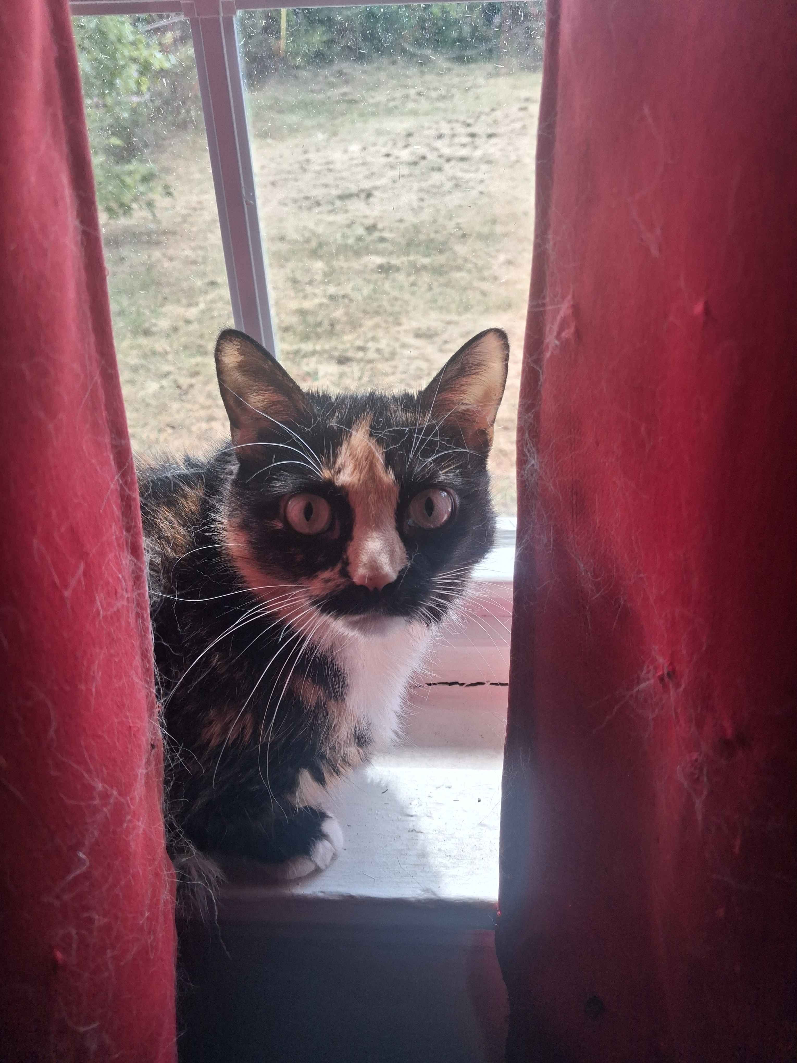 A calico cat looking at the camera from a windowsill, behind curtains.